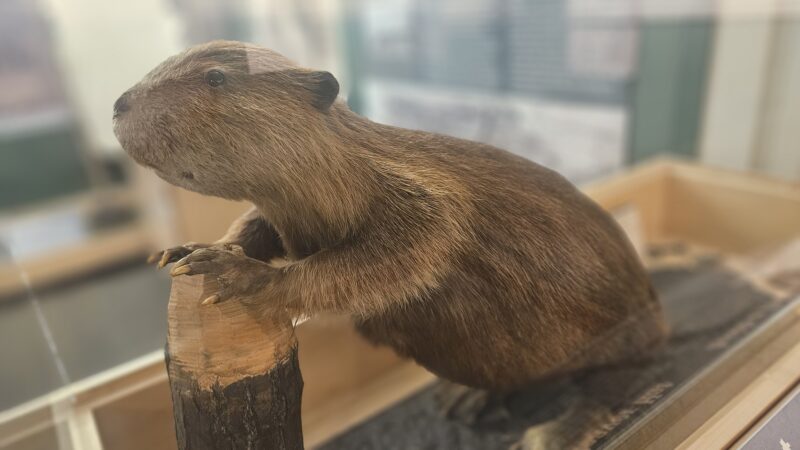 The fur trade laid the groundwork for American expansion